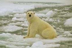 Ludzkości grozi zagłada! Znany naukowiec: "jest po nas"