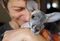 Porzucona przez matkę kangurzyca Tosia ma dom zastępczy