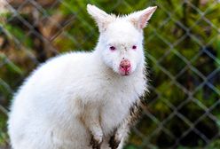 Polska kangurzyca-albinoska na monetach NBP