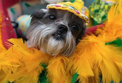 Psi karnawał w Rio