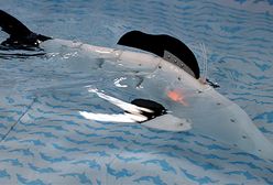 W Krakowie zaprezentowano CyberRybę