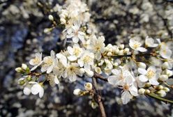 Prognoza pogody na luty