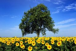 Prognoza pogody na lipiec