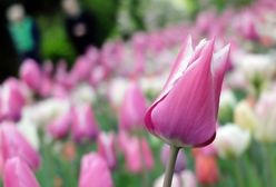 Szczegółowa prognoza pogody na maj