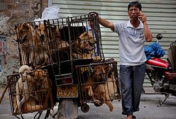 W Chinach rusza kontrowersyjny festiwal psiego mięsa