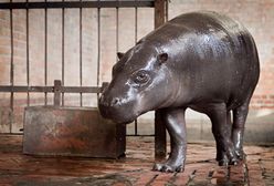 Polska hipopotamica jedzie do Singapuru