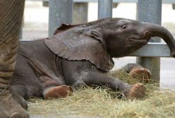 Małe słoniątko we francuskim zoo