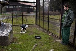 Opiekun ptaków w zoo