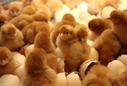 Seksowanie kurcząt