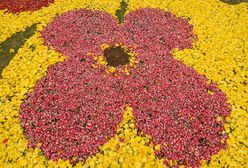 Wielki dywan z płatków tulipanów