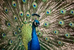 Okiem fotoreportera WP