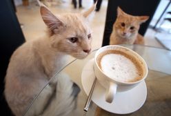 Kawiarnia dla kotów