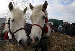 Skaryszewski Jarmark Koński