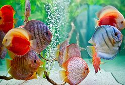 To zdarzyło się w Polsce!