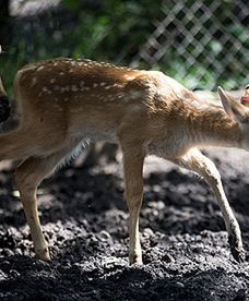 Młode barasingi w zoo we Wrocławiu