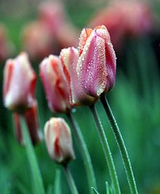 25. Festiwal Kwiatów i Sztuki - Książ