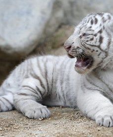 Młode białe tygrysy