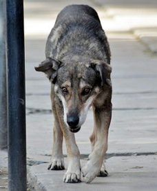 Od pięciu lat czeka na nieżyjącego właściciela