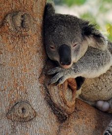 Dlaczego koala tulą się do drzew?