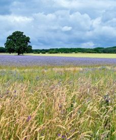 Prognoza długoterminowa: będą epizody upalne