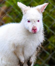 Polska kangurzyca-albinoska na monetach NBP