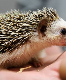 Jeże pigmejskie w przesyłce kurierskiej