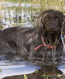 Światowy Dzień Kundelka