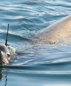 Ocean Atlantycki umiera?