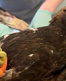 Pacjentka Ośrodka Rehabilitacji Zwierząt Chronionych