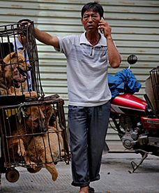 W Chinach rusza kontrowersyjny festiwal psiego mięsa