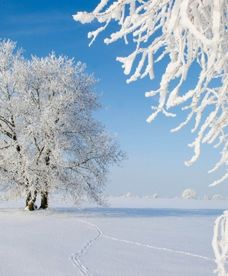 Cohen przewiduje mroźną zimę