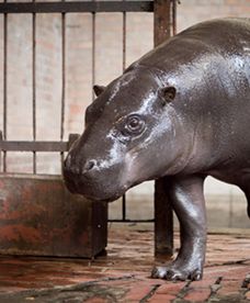 Polska hipopotamica jedzie do Singapuru