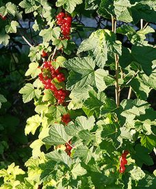 Lipcowe upały i burze