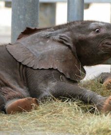 Małe słoniątko we francuskim zoo