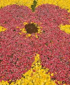 Wielki dywan z płatków tulipanów