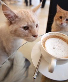 Kawiarnia dla kotów