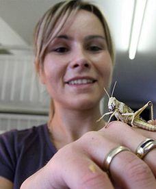 Hodowla szarańczy i świerszczy