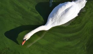 Morze Bałtyckie groźne jak nigdy!