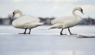 Fakty i mity o globalnym ociepleniu