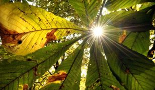 Będzie pięknie. Prognoza długoterminowa