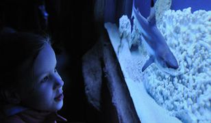 Oceanarium w Toruniu