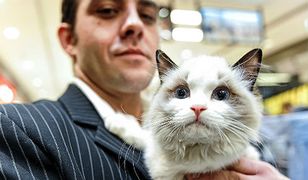 Pokaz kotów w Szczecinie