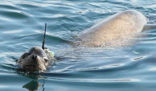 Ocean Atlantycki umiera?