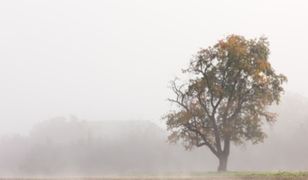 Prognoza długoterminowa - nastąpi duża zmiana