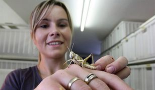 Hodowla szarańczy i świerszczy