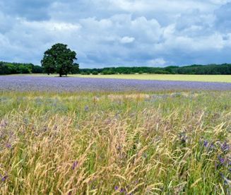Prognoza długoterminowa: będą epizody upalne
