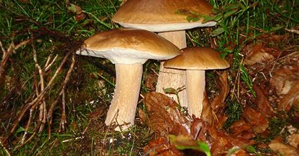 Wielkie grzybobranie