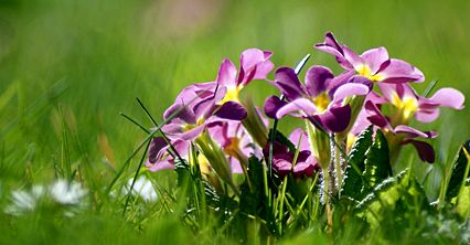 Krokusy, narcyze i magnolie - wiosna Internautów