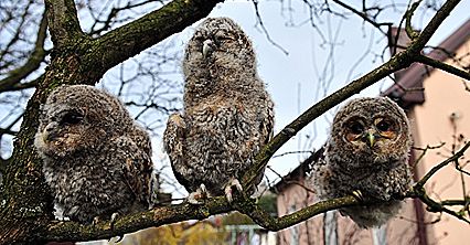 Puszczyki w Ośrodku Rehabilitacji
