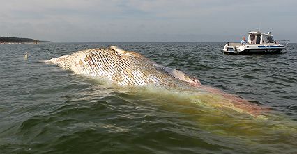Martwy wieloryb w pobliżu plaży w Stegnie
